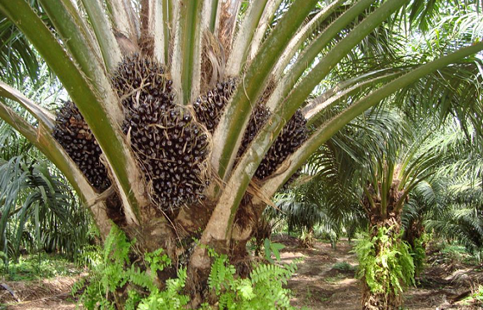 oil-palm-tree
